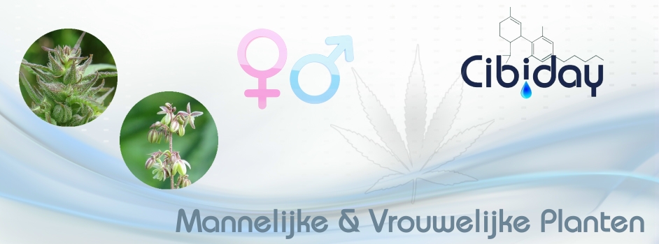 Mannelijke en Vrouwelijke Planten